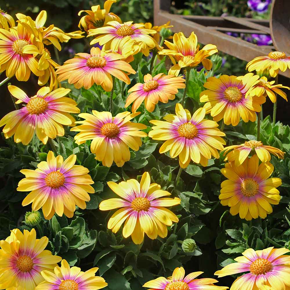 Flowering Potted Crops