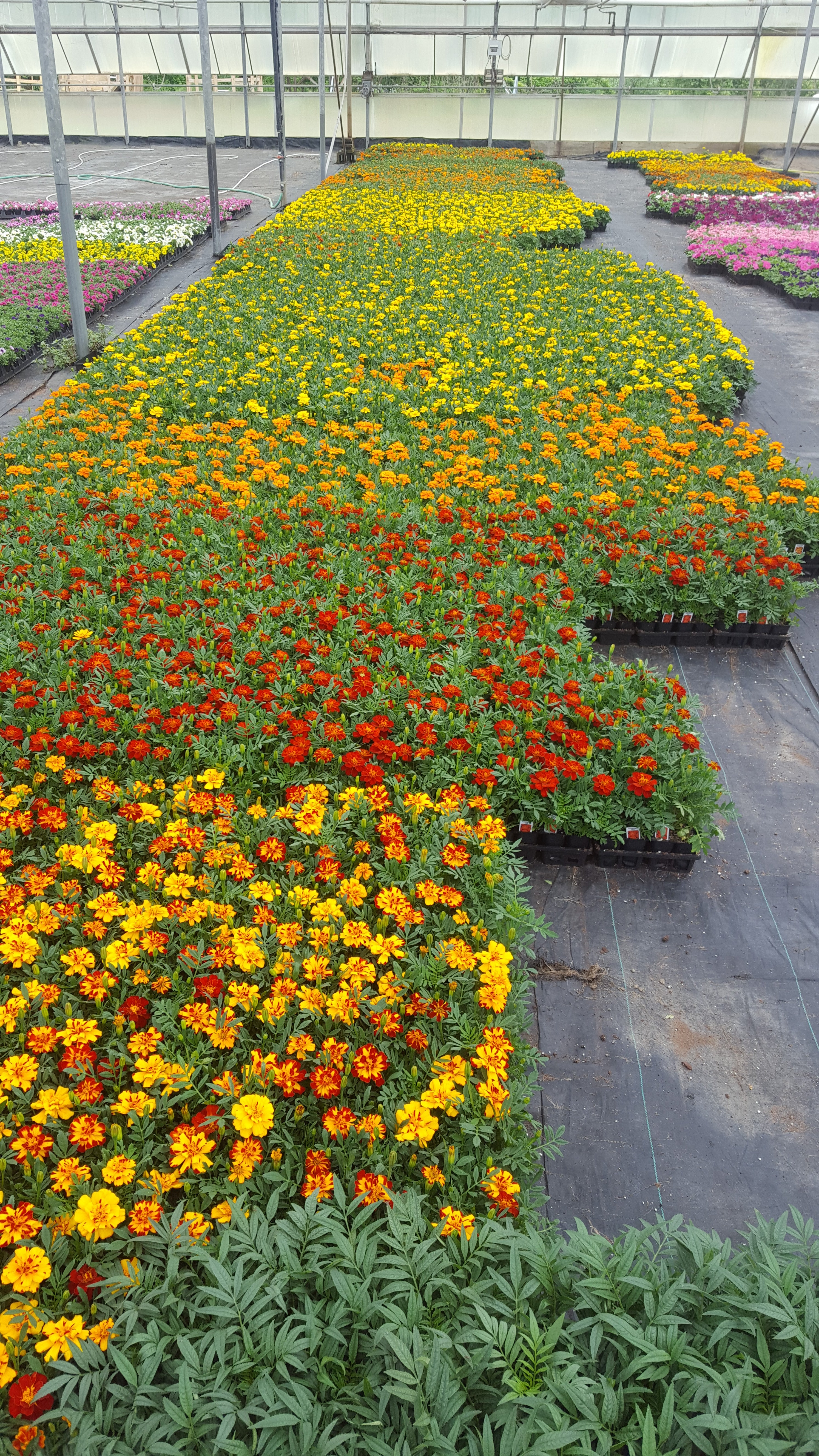 Bedding Annuals