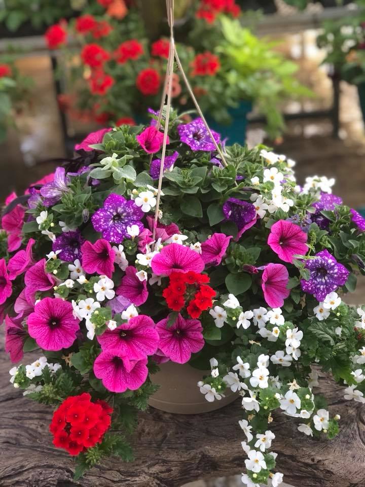 Hanging Baskets