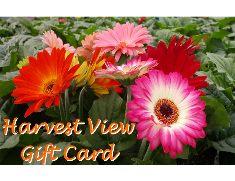 Gift Cards