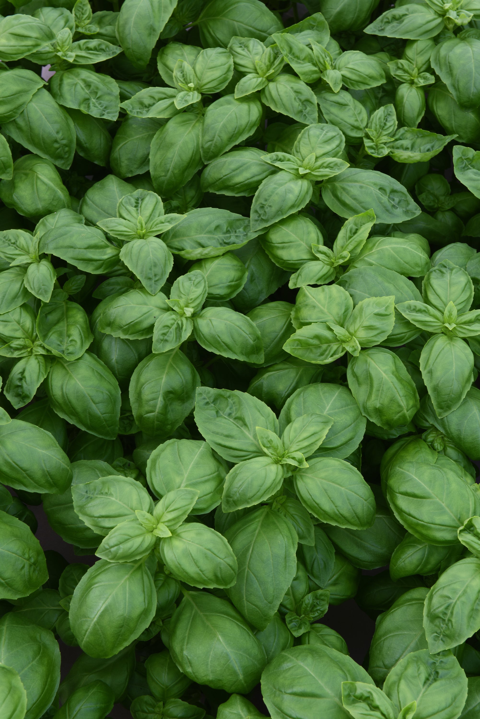 Herbs