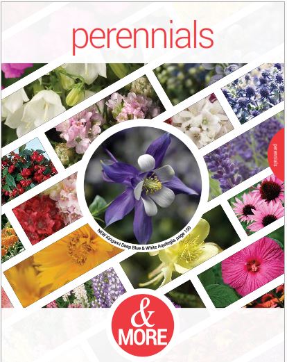 Perennials