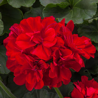 Geraniums